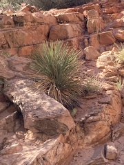 Yucca utahensis