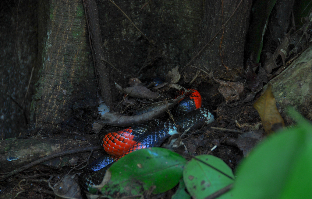 South American Coral Snake