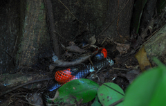 Micrurus lemniscatus helleri