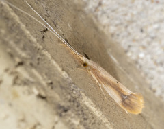 Triaenodes marginatus