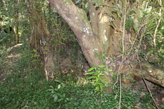 Schizomeria ovata