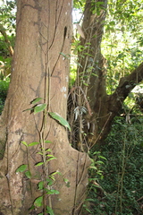 Schizomeria ovata