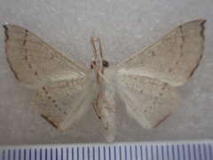 Oenochroma phyllomorpha