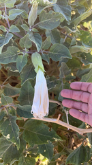 Datura wrightii
