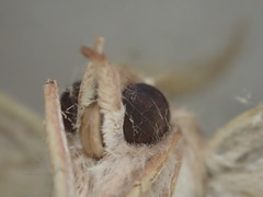 Oenochroma phyllomorpha