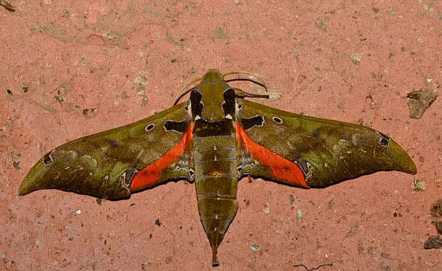 Orecta lycidas