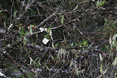 Eucryphia lucida