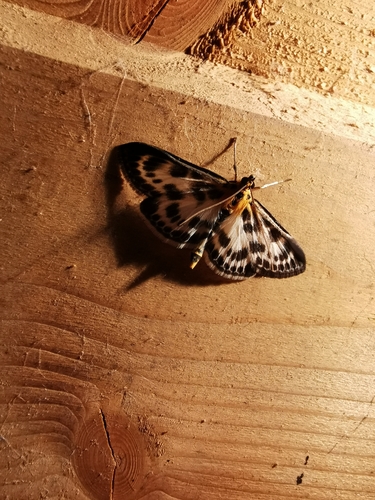 Anania hortulata