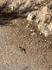Sceloporus tristichus
