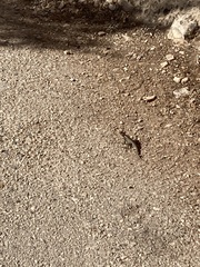 Sceloporus tristichus