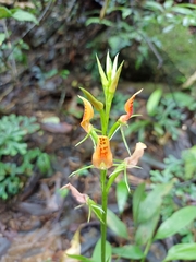 Cryptostylis arachnites