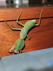 Rhombodera