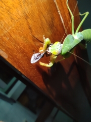 Rhombodera