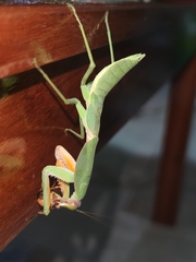 Rhombodera