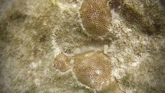 Siderastrea radians