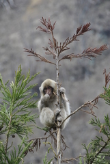 Macaca fuscata