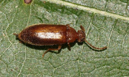 Scraptia sericea
