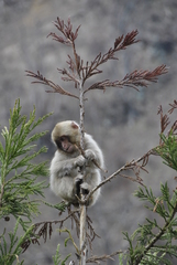 Macaca fuscata