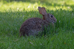 Sylvilagus floridanus