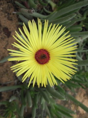 Cephalophyllum tricolorum