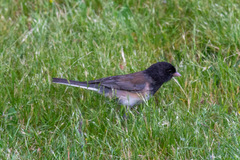 Junco hyemalis