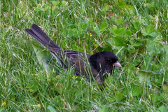 Junco hyemalis