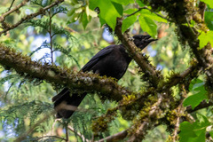 Corvus brachyrhynchos