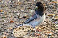 Junco hyemalis