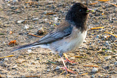 Junco hyemalis