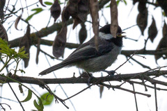 Poecile atricapillus