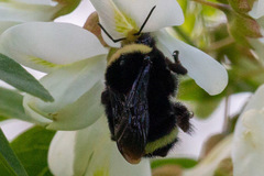 Bombus