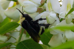 Bombus