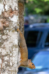 Sciurus carolinensis