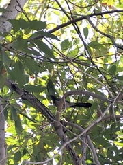 Aphelocoma californica