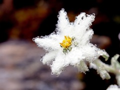 Leontopodium microphyllum
