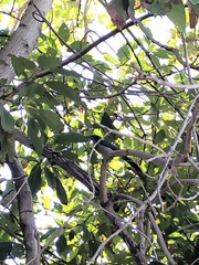 Aphelocoma californica