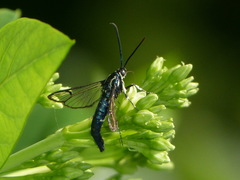 Synanthedon pictipes