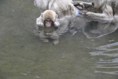 Macaca fuscata