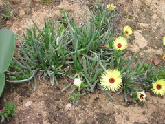 Cephalophyllum tricolorum