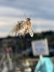 Rhagio hirtus