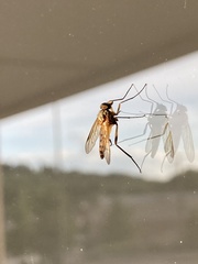 Rhagio hirtus