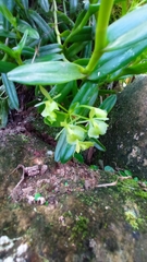 Epidendrum latilabre