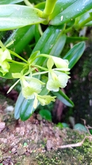Epidendrum latilabre