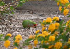 Agapornis roseicollis
