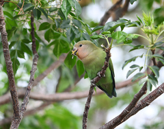 Agapornis roseicollis