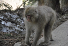 Macaca fuscata