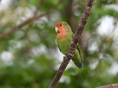 Agapornis roseicollis