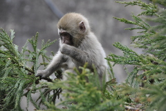 Macaca fuscata