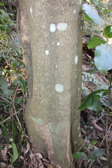 Schizomeria ovata