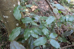 Schizomeria ovata